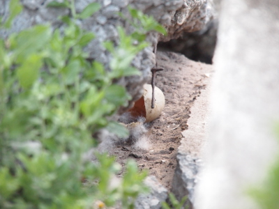 [A view from the ground just above the nesting area. One egg with a section of shell missing is visible at the edge of the concrete overhang. The eggshell appears clean and empty.]